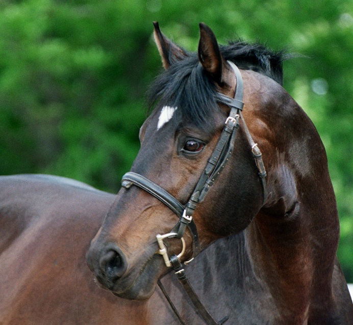 best of class show horses